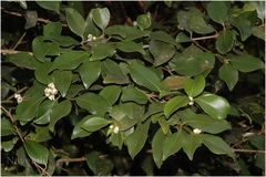 Eugenia cotinifolia